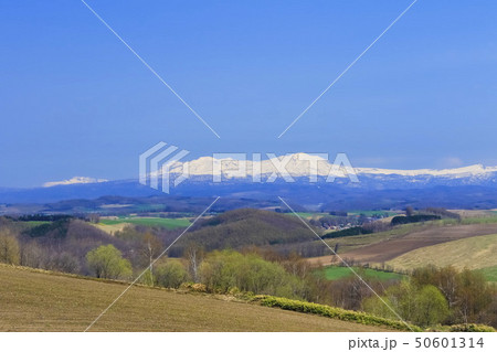 北海道　美瑛　旭岳と青空 50601314