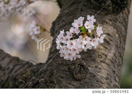 サクラ 桜 サクラ 桜 50601493
