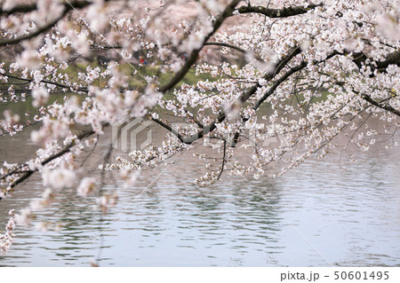 サクラ 桜 サクラ 桜 50601495