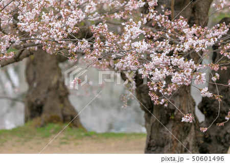 サクラ　桜 50601496