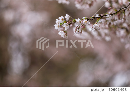 サクラ 桜 サクラ 桜 50601498