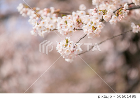 サクラ 桜 サクラ 桜 50601499