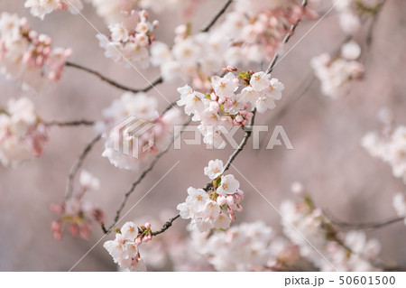 サクラ 桜 サクラ 桜 50601500