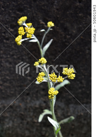 ハハコグサ(母子草) ハハコグサ(母子草) 50601943