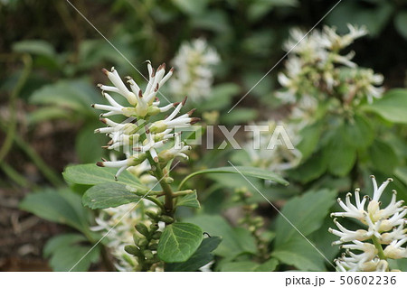 フッキソウ富貴草の花 フッキソウ富貴草の花 50602236