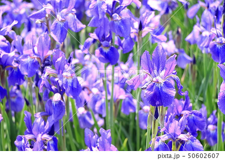 咲き乱れるアヤメ 50602607