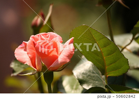 あざやかなバラ 50602842