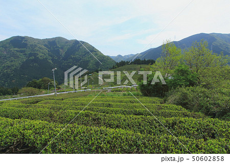 岐阜のマチュピチュ 岐阜のマチュピチュ 50602858