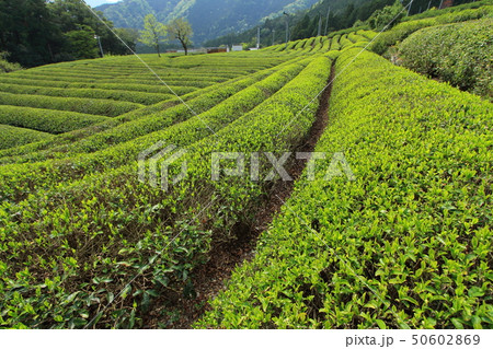 岐阜のマチュピチュ 50602869