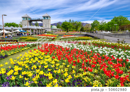 満開のチューリップ畑(ぐんまフラワーパーク) 満開のチューリップ畑(ぐんまフラワーパーク) 50602980