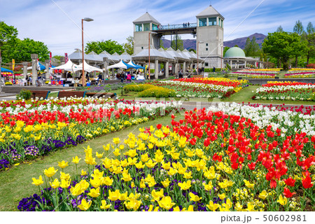 満開のチューリップ畑(ぐんまフラワーパーク) 満開のチューリップ畑(ぐんまフラワーパーク) 50602981
