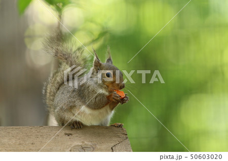 餌を食べるニホンリス 立ったしっぽ 餌を食べるニホンリス 立ったしっぽ 50603020