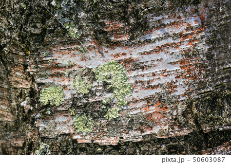Texture of the bark of the sakura tree. Close-up 50603087