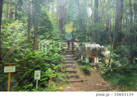 トトロの森 50603134