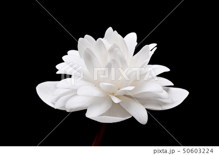 サンギナリア 50603224