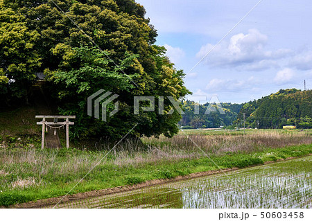 千葉県 田園の神社といすみ鉄道 千葉県 田園の神社といすみ鉄道 50603458