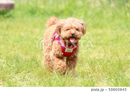 おさんぽ おさんぽ 50603645