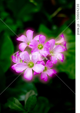 ピンク色に輝く花の写真素材