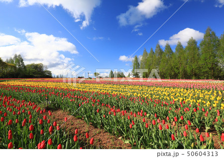 ちゅーりっぷ8101 50604313