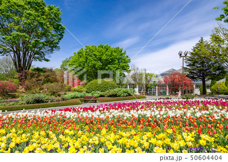 ぐんまフラワーパーク・チューリップフェスタ ぐんまフラワーパーク・チューリップフェスタ 50604404