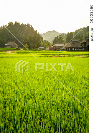 夏の農村風景 （荻ノ島環状集落の夕暮れ） 50605266