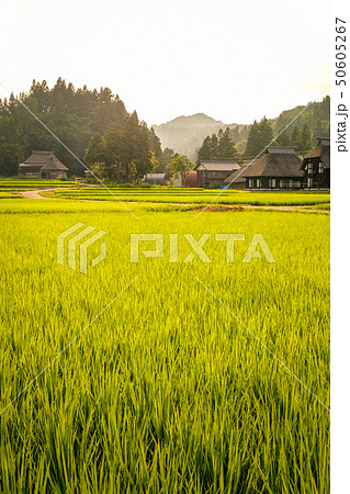 夏の農村風景 (荻ノ島環状集落の夕暮れ) 夏の農村風景 (荻ノ島環状集落の夕暮れ) 50605267