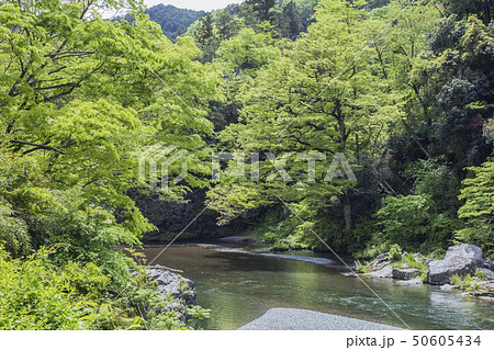 新緑の御岳渓谷 新緑の御岳渓谷 50605434