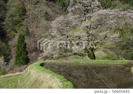 駒つなぎの桜 50605685