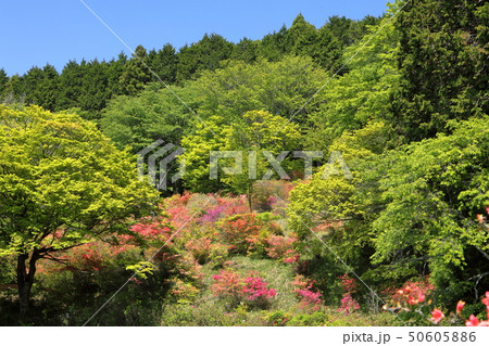 つつじ咲く鳥見山 つつじ咲く鳥見山 50605886