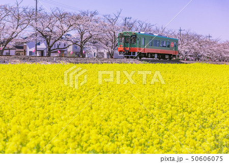 真岡鐵道と菜の花、菜の花と電車、菜の花、春を感じる、春電車、真岡線、栃木県、 真岡鐵道と菜の花、菜の花と電車、菜の花、春を感じる、春電車、真岡線、栃木県、 50606075