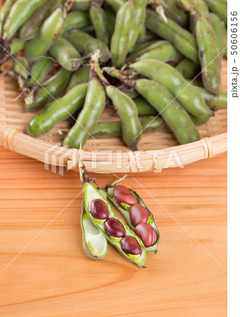 赤いソラマメ　初姫 50606156