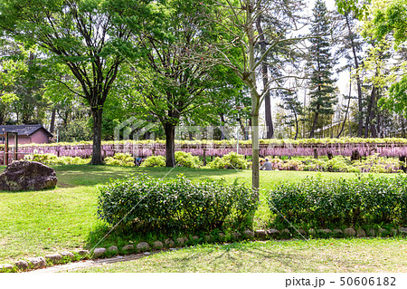 尾張津島藤 尾張津島藤 50606182