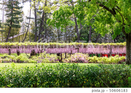 尾張津島藤 50606183