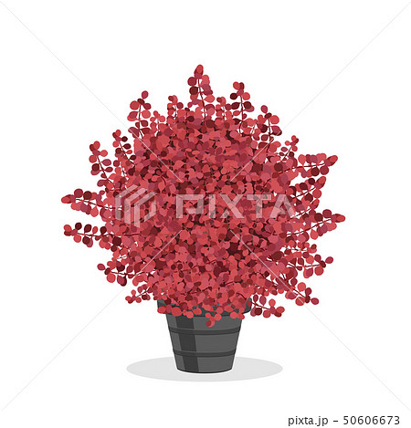 Crimson barberry bush trimmed into a ball shape. 50606673