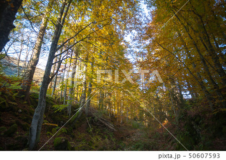 Trees in autumn season background. Autumn 50607593