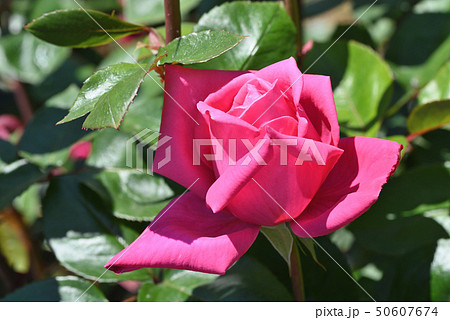 バラ（モンテスキュー） 50607674