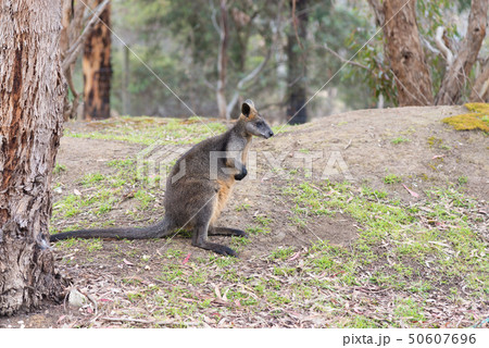 Kangaroo in nature Kangaroo in nature 50607696