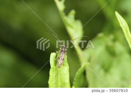 シナノクロフカミキリ シナノクロフカミキリ 50607810
