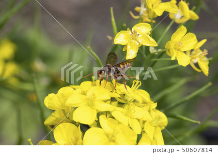 ダイミョウキマダラハナバチ 50607814