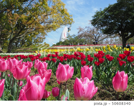 万博記念公園チューリップフェスタ 万博記念公園チューリップフェスタ 50608340