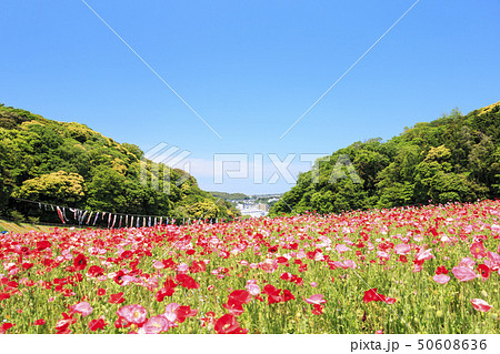花の国(初夏) 花の国(初夏) 50608636