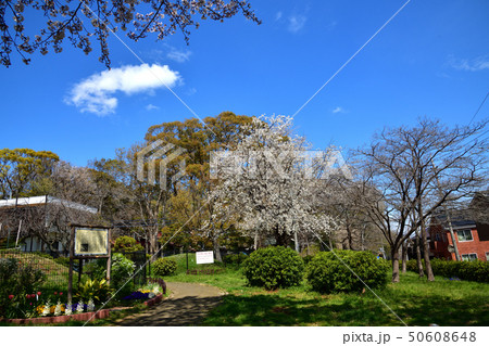 長尾の里のサクラめぐり 長尾の里のサクラめぐり 50608648