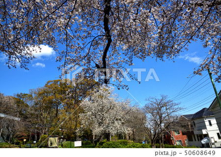 長尾の里のサクラめぐり 50608649