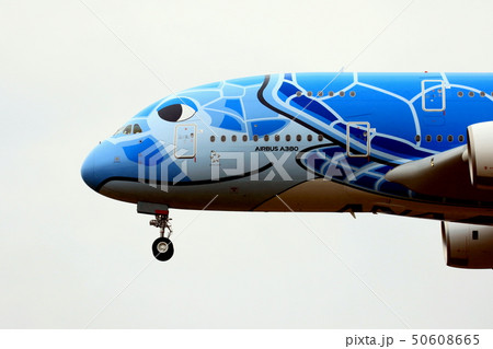 FLYING HONU FLYING HONU 50608665