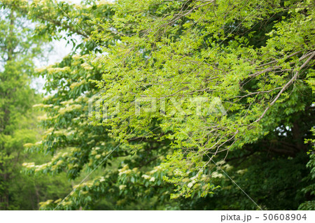 見沼自然公園 見沼自然公園 50608904