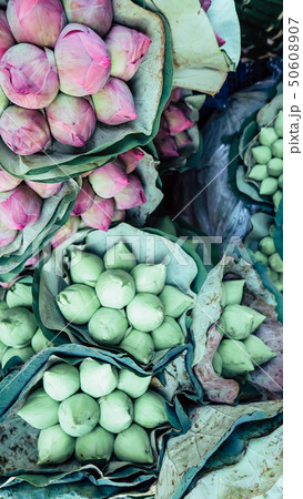 Bouquet of lotus flowers background 50608907