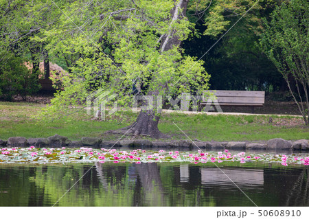 見沼自然公園 50608910