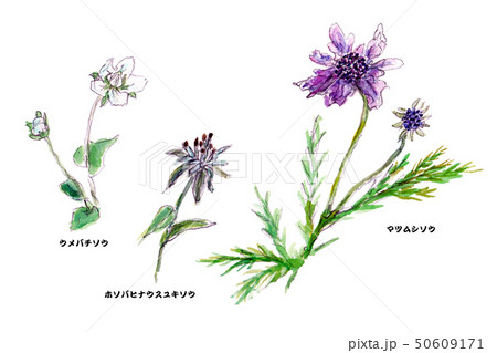 老ノ倉山の山野草 老ノ倉山の山野草 50609171