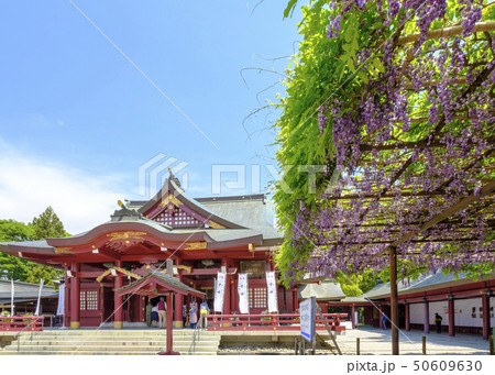 笠間稲荷神社の八重の藤 の写真素材