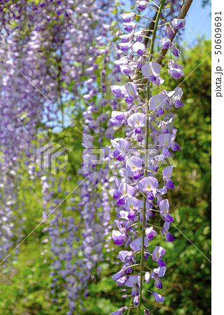 山藤の花 ヤマフジの花 の写真素材